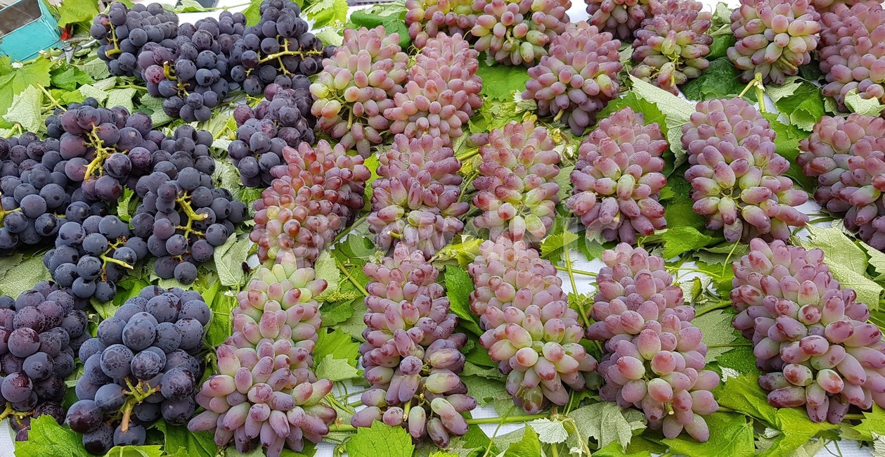 food,음식,plant,식물,fruit,과일,grapes,포도