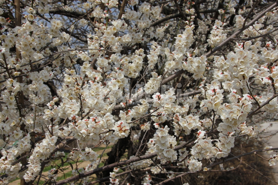 매화,자연,풍경,꽃,매화꽃,식물,자연,plants,nature,꽃,flower