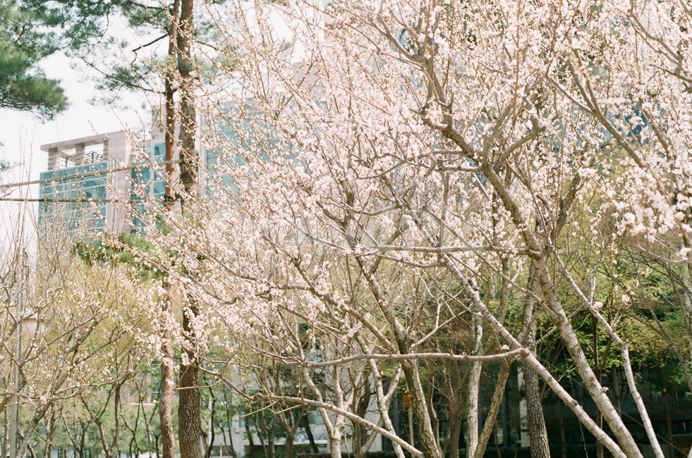 벚꽃,벚나무,봄,봄꽃,봄하늘,봄풍경,꽃놀이,식물,자연,plants,nature,꽃,flower