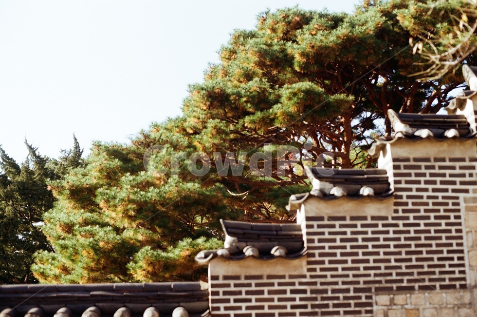architecture,building,tree,plant,flim,소나무,고궁,돌담,건축물,건물,궁전,궁궐,한국전통,한국문화,korean traditional,korean culture,건축물,건물외관,exterior,building,structure,architecture,construction