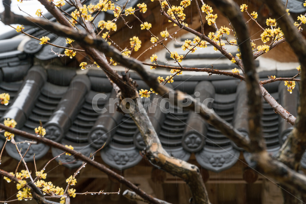 산수유,봄,꽃,나무,줄기,꽃잎,봄,계절,spring,season,한국전통,한국문화,korean traditional,korean culture,식물,자연,plants,nature,꽃,flower,비,비오는날,rain,rainy