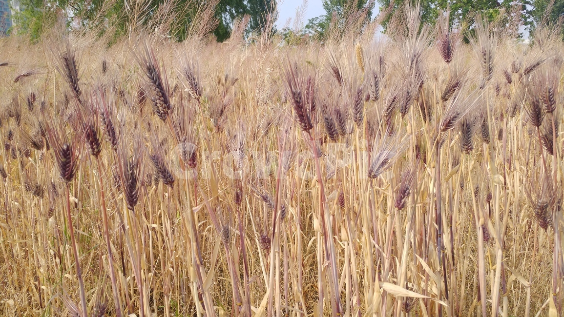 잔디,억새,가을억새,갈대,가을배경,갈색,식물,자연,plants,nature