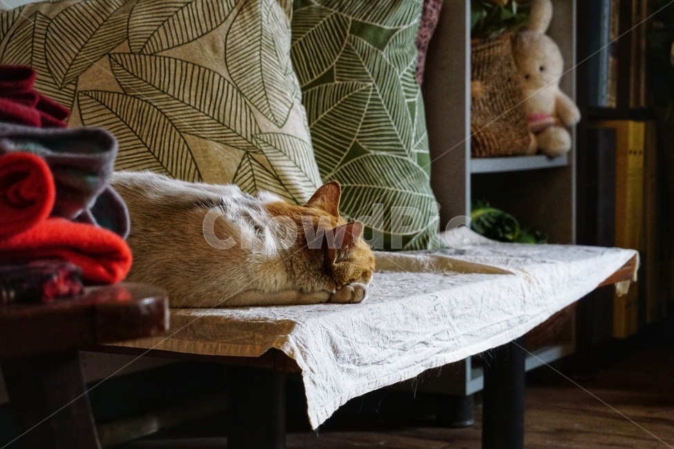 pillow,베개,cushion,방석,고양이,cat,동물,animal,포유류,애완동물,휴식,편안함,동물,animal,포유류,mammal,고양이,cat,kitten,kitty