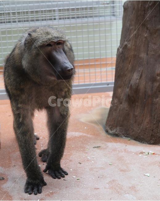 원숭이,monkey,동물원,zoo,동물,animal,동물,animal,포유류,mammal