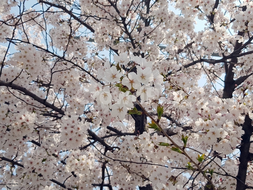 벚꽃,꽃,봄꽃,blossom,flower,cherryblossom,식물