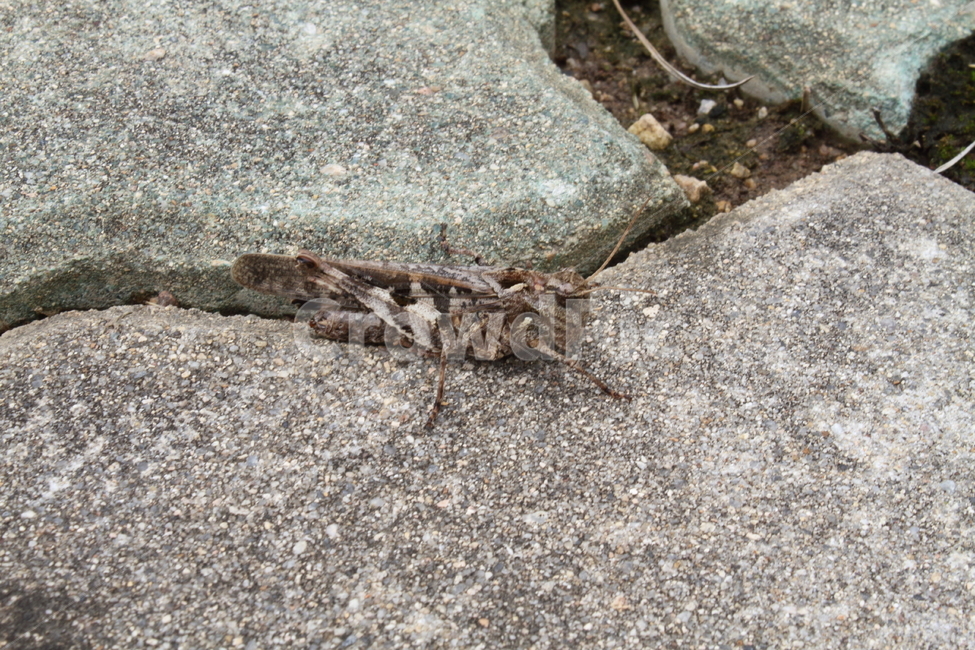 메뚜기,grasshopper,곤충,동물,보호색,동물,animal,곤충,벌레,insect,bug