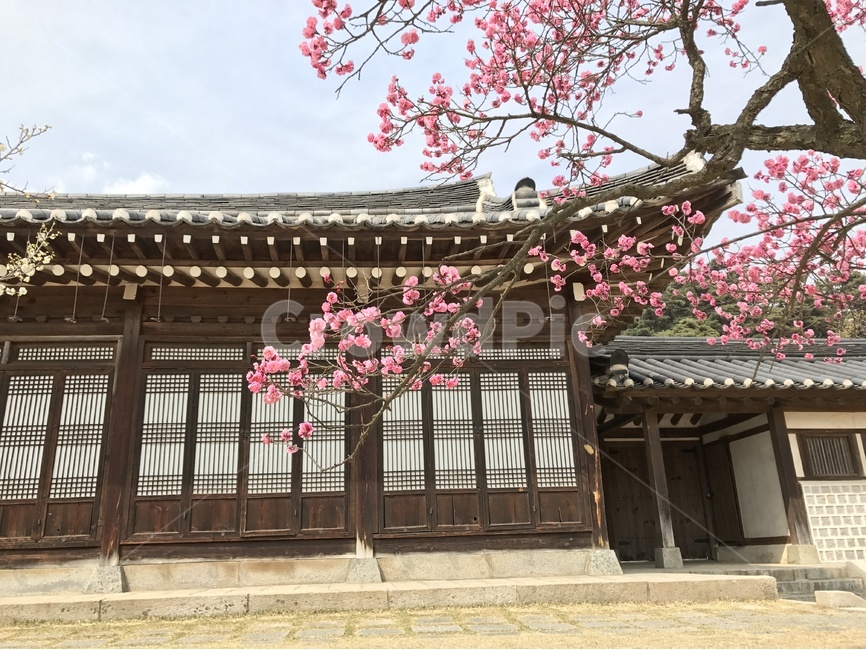 매화,홍매화,봄꽃,현충사,봄,봄,계절,spring,season,한국전통,한국문화,korean traditional,korean culture,건축물,건물외관,exterior,building,structure,architecture,construction,plant,식물