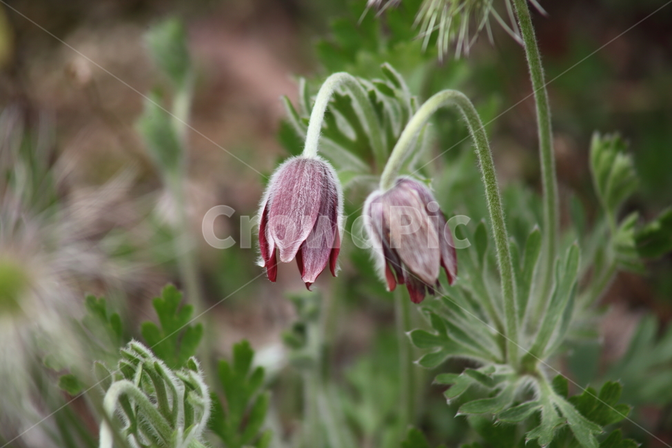 할미꽃,꽃,노고초,봄,koreanpasqueflower