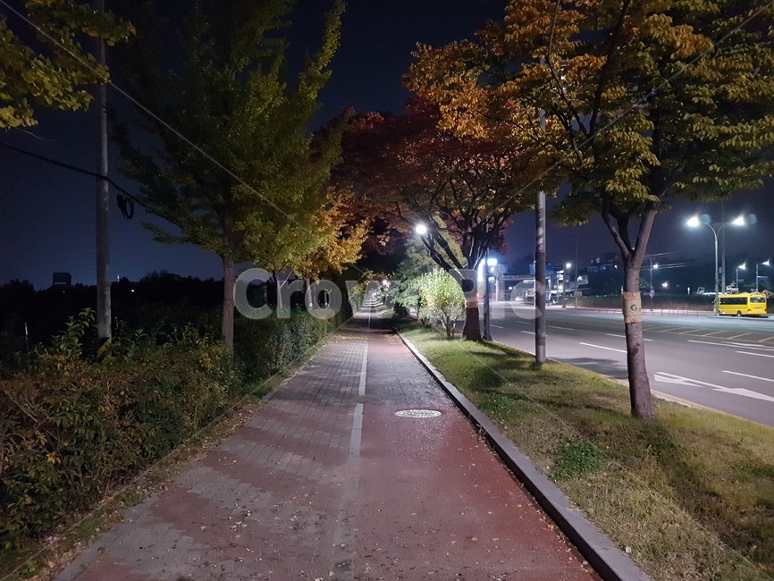 길,가을,나무,단풍,도로,자연,풍경,nature,landscape,야경,밤,nightscape,night,asphalt,아스팔트,road,path,통로
