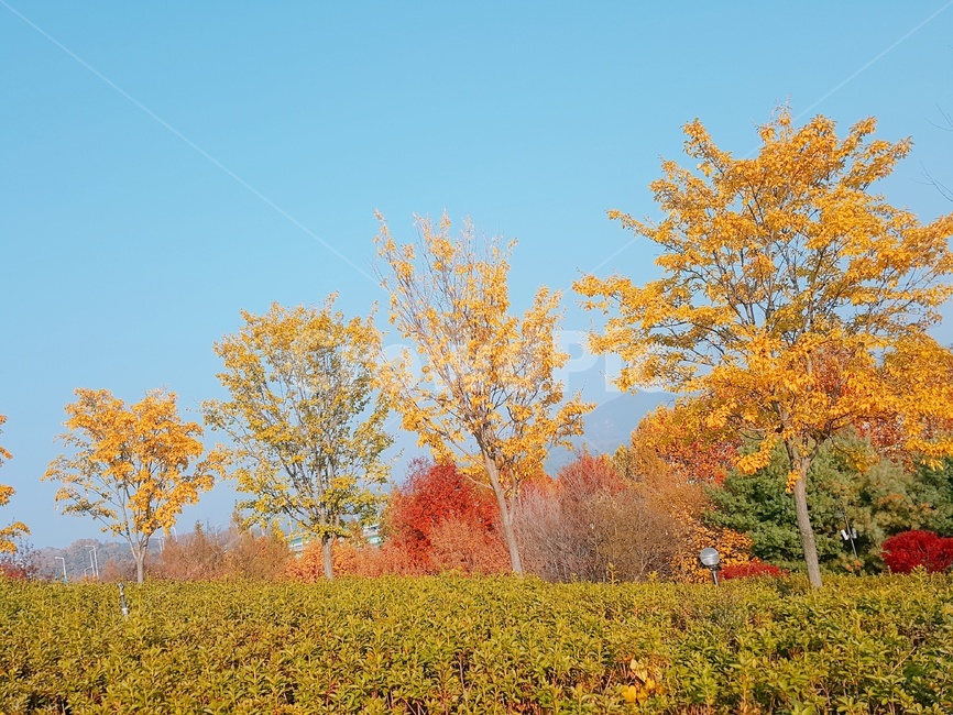 낙엽,가을,나뭇잎,단풍,나무,가을,계절,fall,autumn,season,자연,풍경,nature,landscape,tree,plant,식물