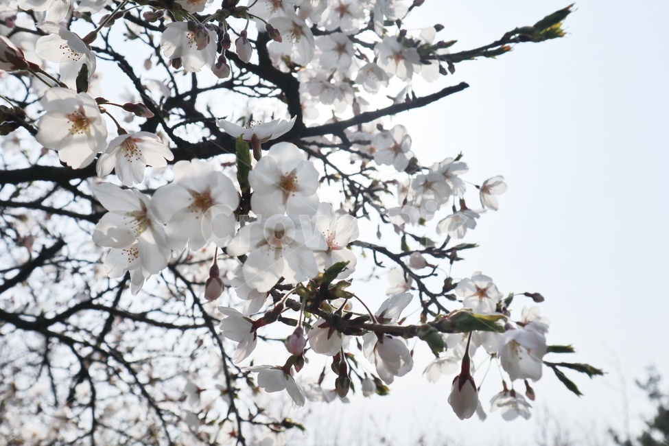 벚꽃,식물,blossom,flower,plant,꽃,봄꽃,봄,cherryblossom,화창한,야외,나무,나뭇가지,흰꽃