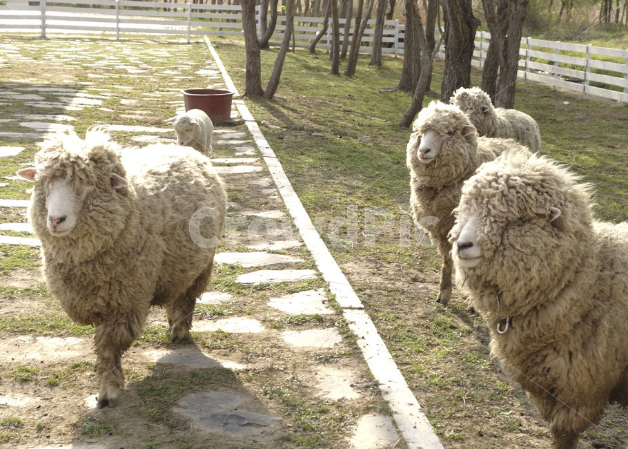 양,양떼,sheep,공원,삼락공원,날씨,부산광역시,복실복실,양털,다가오는,한가로운,목줄,양털깍기,가축,여유,방목,동물,animal,포유류,mammal