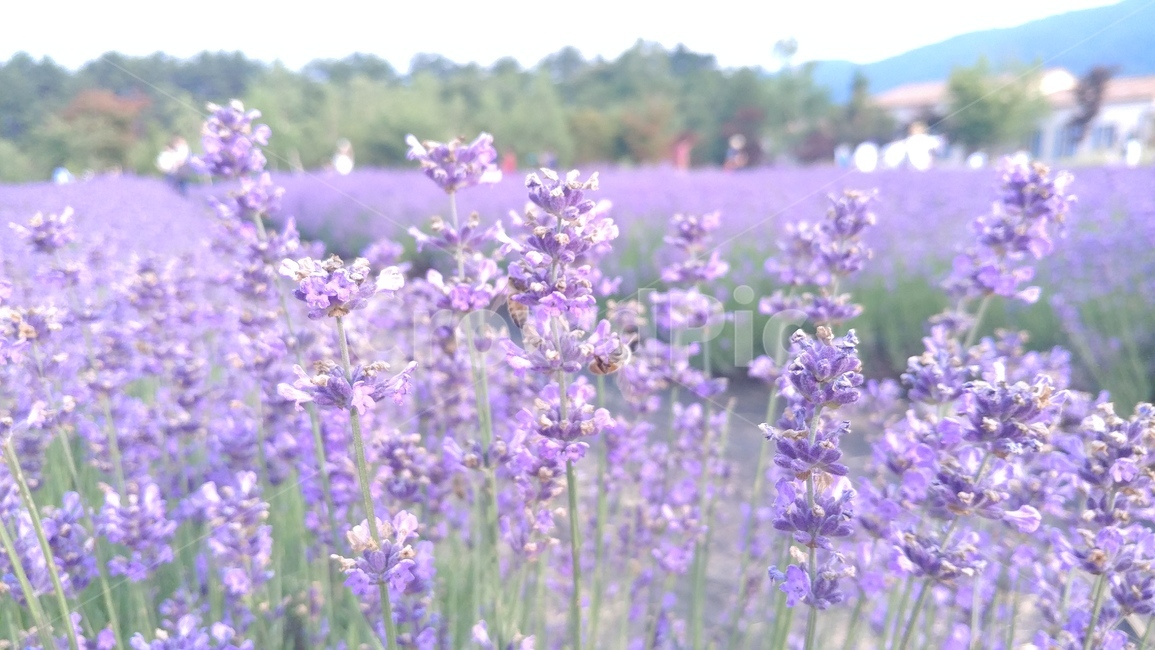 보라색꽃,꽃,강원도,사람들,벌,식물,자연,plants,nature,꽃,flower
