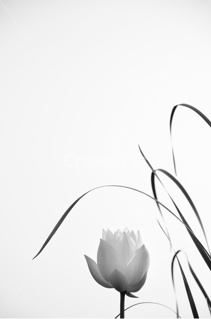연,연꽃,백련,식물,꽃,식물,자연,plants,nature,꽃,flower,흑백,모노톤,monochrome,black and white