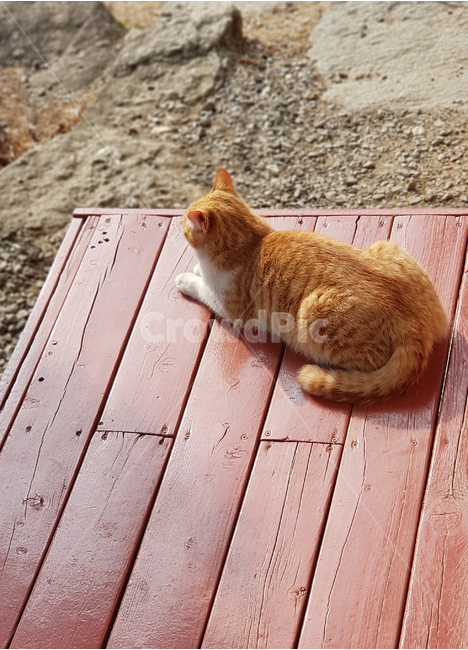봄,자연,고양이,동물,햇살,광합성,마루,전원주택,시골,반려동물,애완동물,귀여운,따뜻한,정겨운,휴식,쉬는시간,오후,생각,사색,낮잠,졸음,한가한,조용한,봄,계절,spring,season,동물,animal,포유류,mammal,고양이,cat,kitten,kitty,휴식,힐링,rest,relaxation,healing,wood,나무,hardwood,견목