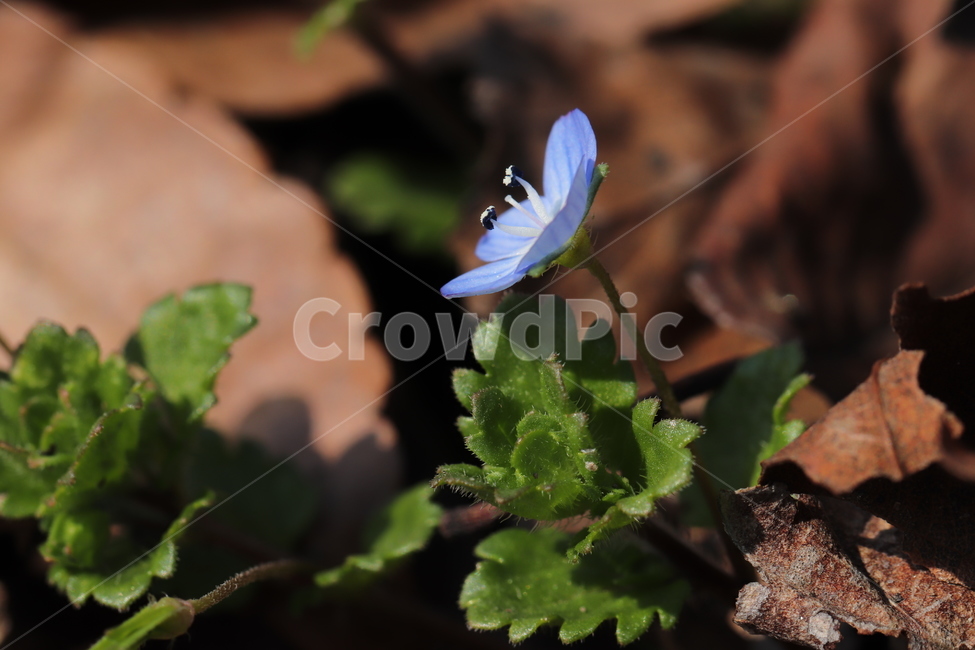 plant,식물,꽃,flower,봄소식,희망,갯버들