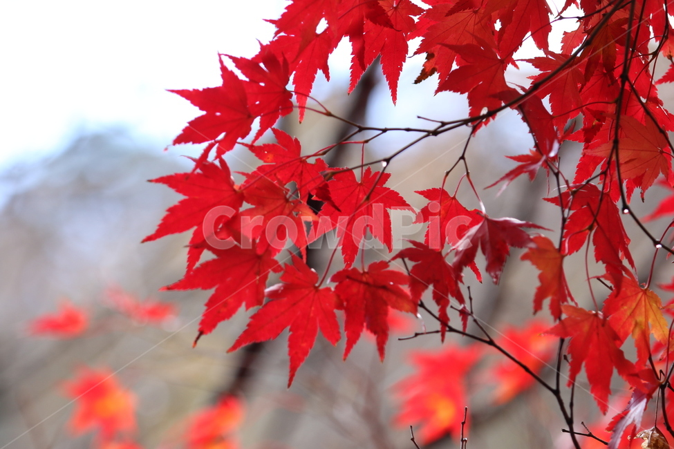 단풍,가을,단풍나무,가을단품,단풍잎,가을,계절,fall,autumn,season,leaf,잎,plant,식물,tree,나무