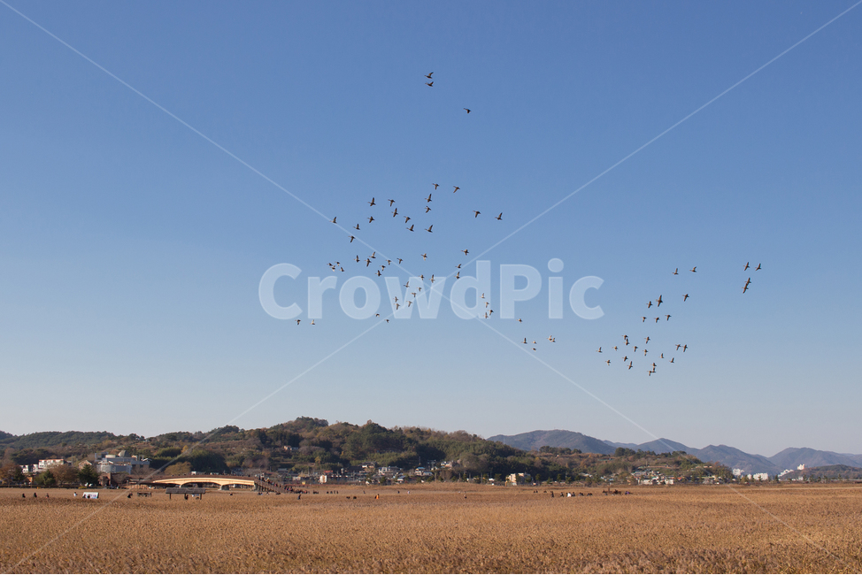 순천만습지,갈대,풍경,가을,한국풍경,순천만,철새,순천,가을,계절,fall,autumn,season,자연,풍경,nature,landscape,animal,동물,flock,대군