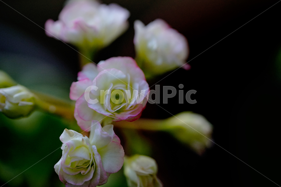꽃,플라워,화분,flower,식물,생명,생물,감성,접사,색감,컬러,식물,자연,plants,nature,꽃,flower