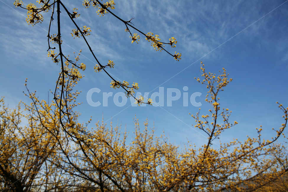 산수유,파란하늘,봄,힐링,꽃,노란꽃,식물,자연,spring,plant,yellow,korea,감성사진,sky,flower,blossom,season