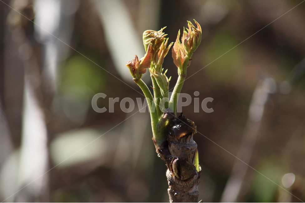 두릅,두릅나무,봄,araliaelata,japaneseangelica,식물,자연,plants,nature,채소,야채,vegetables