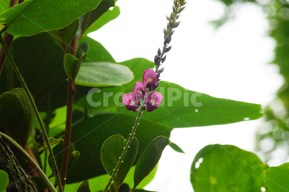 plant,식물,leaf,잎,꽃,식물,자연,plants,nature,꽃,flower