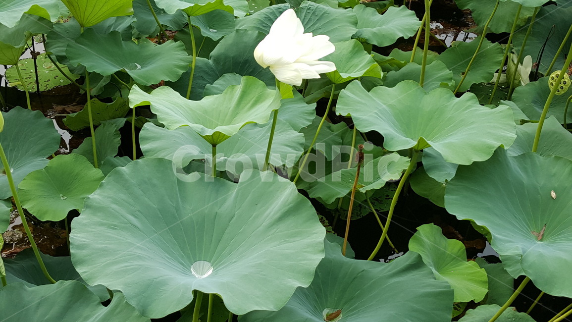 연꽃,연꽃잎,꽃,물방울,풀,식물,자연,plants,nature,꽃,flower