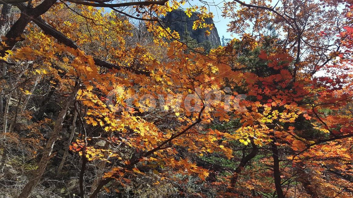 설악산,가을,단풍,오세암,가야동계곡,가을,계절,fall,autumn,season,자연,풍경,nature,landscape,leaf,잎,plant,식물,tree,나무,maple