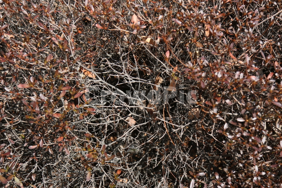 화단,식물,정원,도심,공원,산책,화창한,갈색,질감,텍스쳐,식물,자연,plants,nature