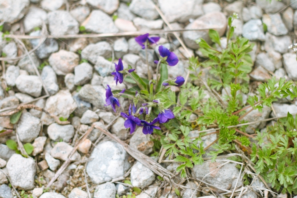 꽃,돌,보라꽃,제비꽃,정물,식물,식물,자연,plants,nature,꽃,flower