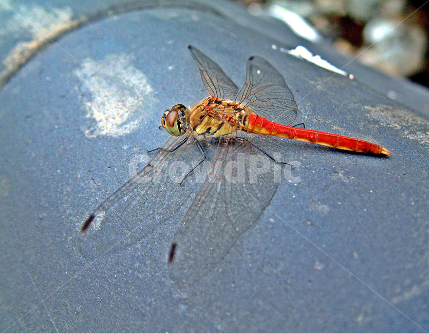 dragonfly,red,red dragonfly,adult,male