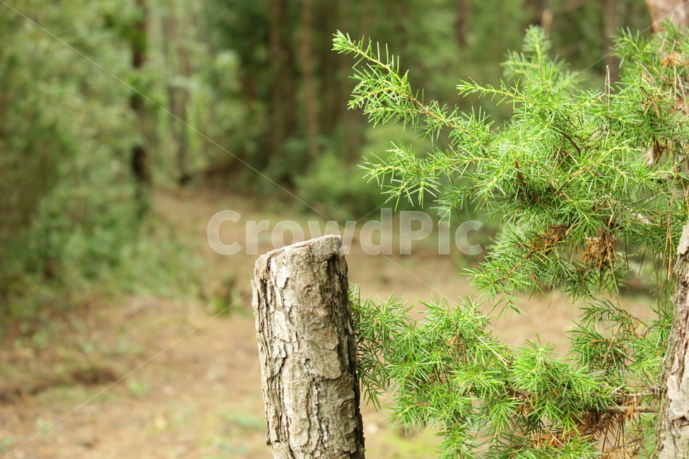 풍경,자연,나무,녹색식물,숲,산,길,숲길,식물,자연,plants,nature