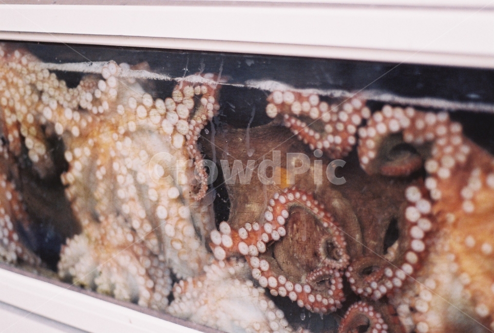 문어,수족관,해양생물,octopuses,필름사진,빨판