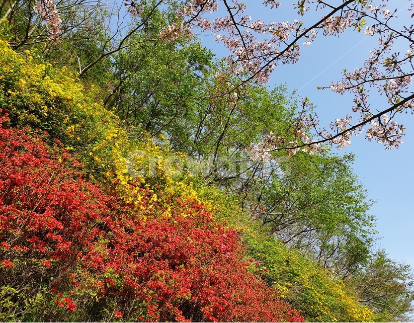벚꽃,봄,꽃밭,빨간색꽃,노란색꽃