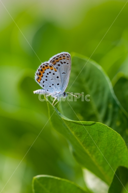 부전나비,한국의나비,곤충,부전나비과,오리지날부전나비,식물,자연,plants,nature,동물,animal,곤충,벌레,insect,bug