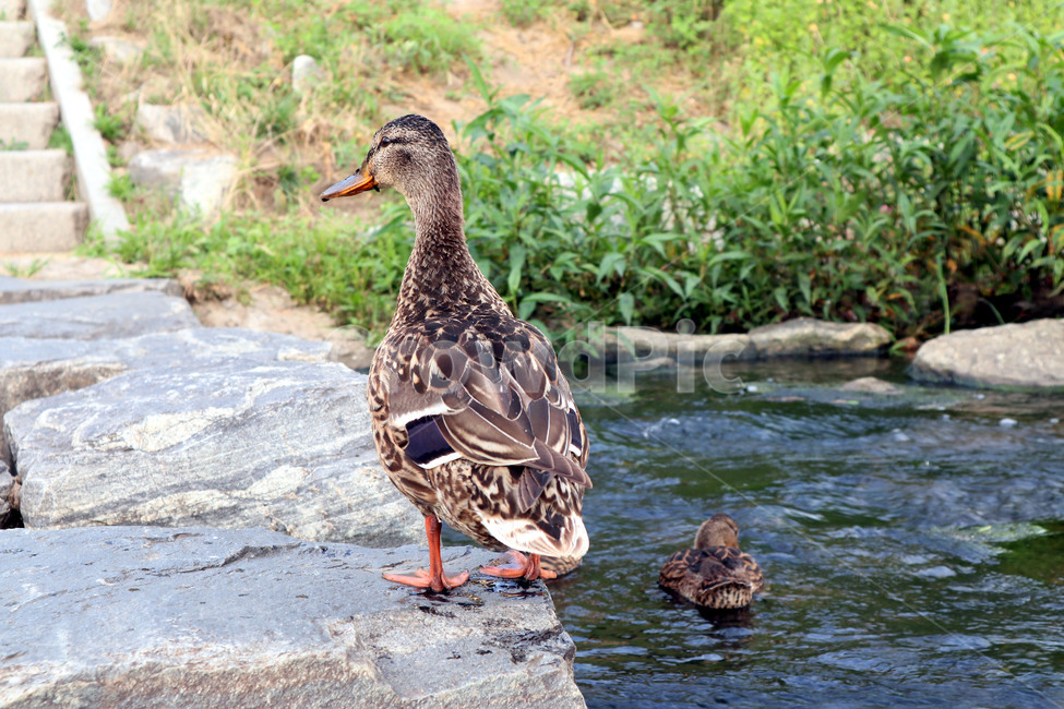 오리,조류,동물,duck,깃털