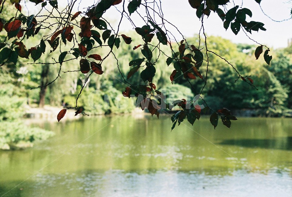 단풍,단풍잎,나뭇잎,연못,가을색,가을,fall,autumn,계절,season,빨강,초록,나무,자연,식물,가을,계절,fall,autumn,season,식물,자연,plants,nature