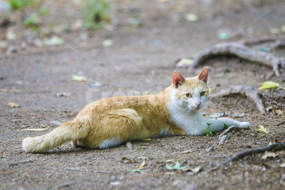 고양이,치즈냥,길고양이,길냥이,애완동물,반려동물,동물,cat,자연,동물,animal,포유류,mammal,고양이,cat,kitten,kitty