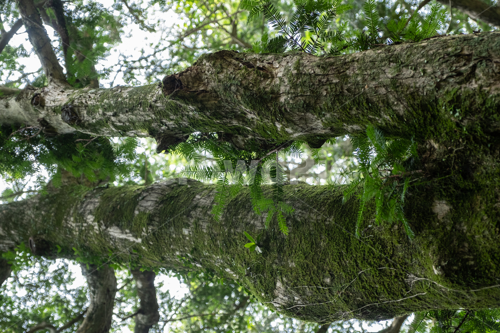제주,제주도,섬,자연,풍경,경치,아름다운풍경,아름다움,nature,land,outdoor,비자림,숲,나무,tree,식물,plant,나무줄기,자연,풍경,nature,landscape,식물,plants,나무,trees,wood,tree trunk,나무 줄기
