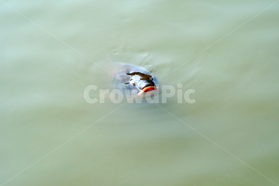 물고기,잉어,붕어,생선,어류,동물,animal,fish,자연,natue,풍경,landscape,호수,3월,봄,계절,spring,lake,동물,animal,어류,물고기,fish