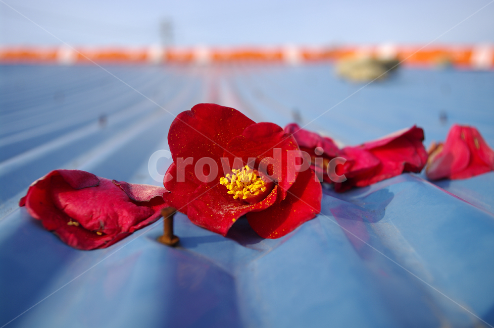 동백꽃,꽃,flower,계절,봄,spring,color,하늘,구름,지붕,꽃,flower
