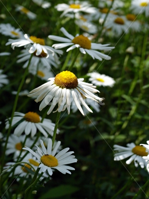 들꽃,개나리,빛내림,들판,꽃,식물,자연,plants,nature,꽃,flower