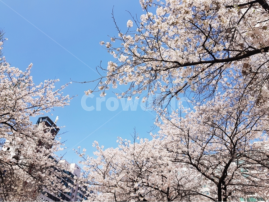 벚꽃,꽃,봄,풍경,잠실,봄,계절,spring,season,식물,자연,plants,nature,나무,trees,wood,건축물,건물외관,exterior,building,structure,architecture,construction,plant,blossom,cherry blossom,flower