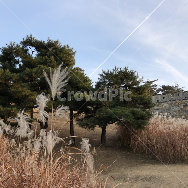 핑크뮬리,가을,수원성,하늘,식물,자연,힐링,자연,풍경,nature,landscape,식물,plants,나무,trees,wood