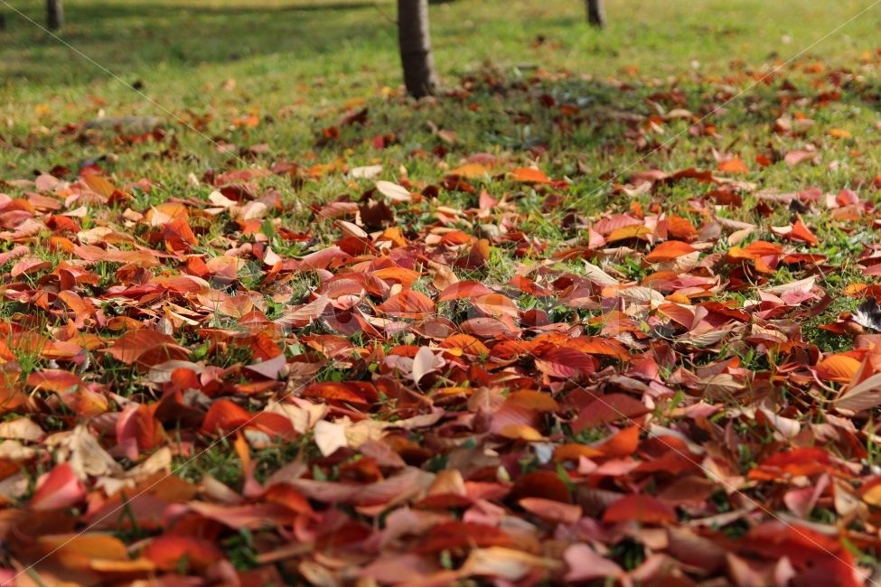 가을,낙엽,나뭇잎,잎,풀밭,경주,불국사,단풍,가을,계절,fall,autumn,season,식물,자연,plants,nature,plant,leaf,ground,바닥,tree,나무