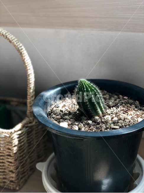 선인장화분,선인장,화분,봄,녹색,레옹,실내용화초,화분,화초,house plant