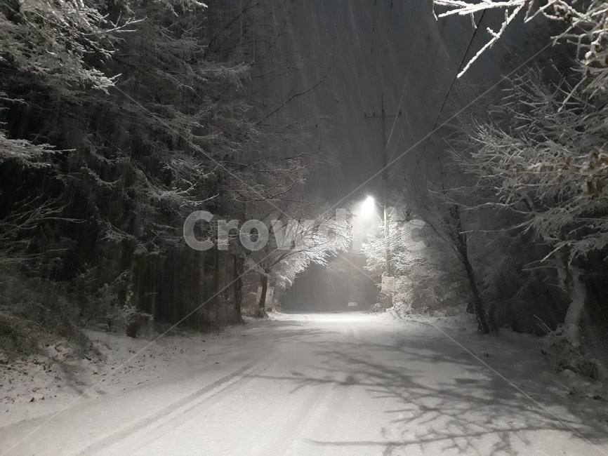 눈,눈길,겨울저녁,겨울,겨울밤,흰눈,가로등,snow,설경,겨울나무,나무,자연