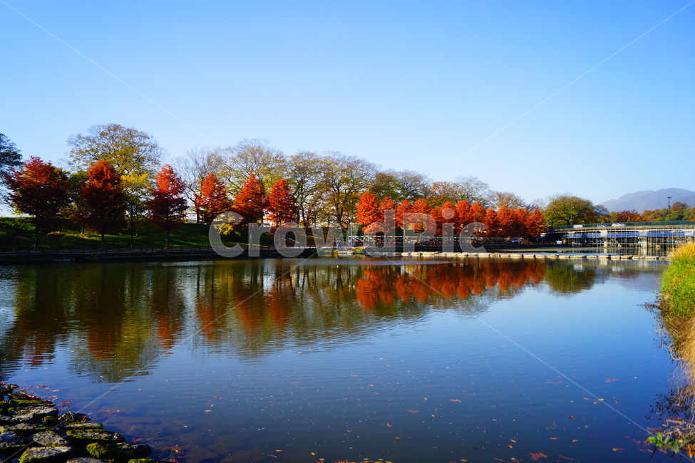 담양,광주근교,메타세콰이어,가로수,강변,가로수길,가을,계절,fall,autumn,season,자연,풍경,nature,landscape,water,물,outdoors,옥외,lake,호수