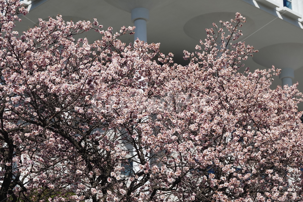 식물,꽃,벚꽃,봄,plkant,blossom,flower,cherryblossom,봄,계절,spring,season,식물,자연,plants,nature,꽃,flower