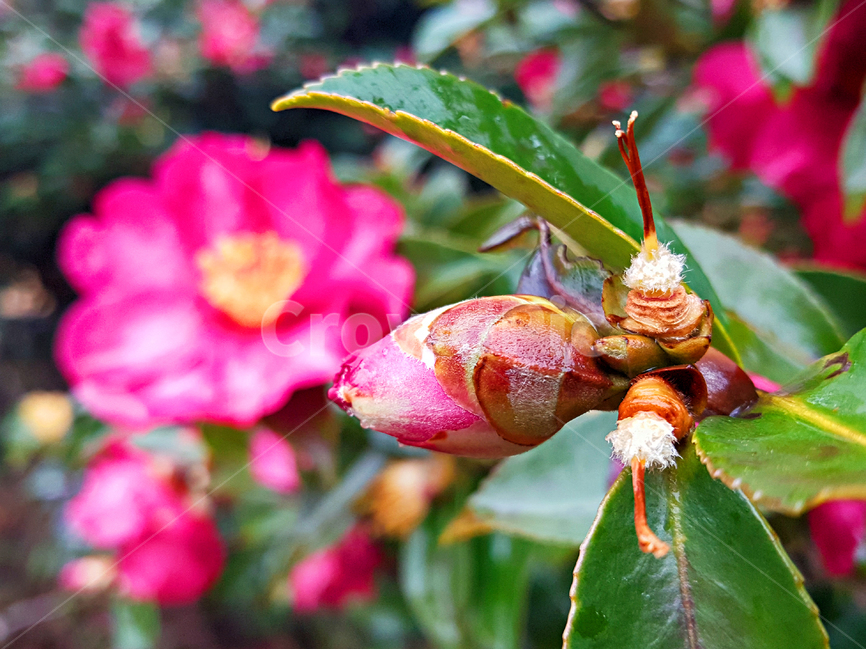 동백꽃,꽃,flower,제라늄,geranium,blossom,식물,plant